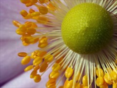 препараты аллерген-специфической иммунотерапии