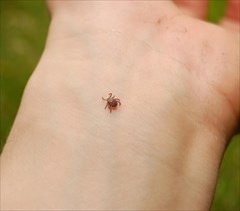 укус клеща: симптомы, диагностика, первая помощь и лечение.